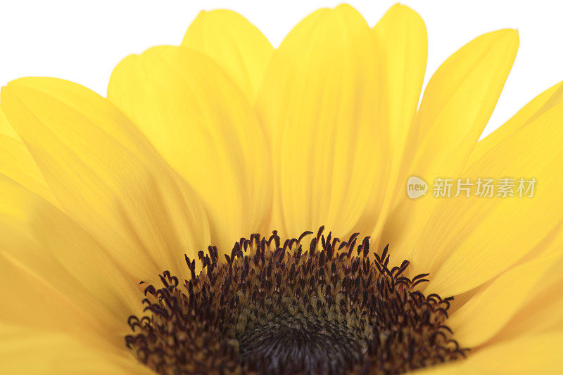 向日葵(Helianthus annuus)。